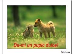 Pupic dulce!