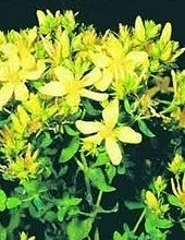 4 plante cu efect garantat asupra sanatatii